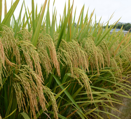 �G����(y��u)�z��-�G���N�I(y��)