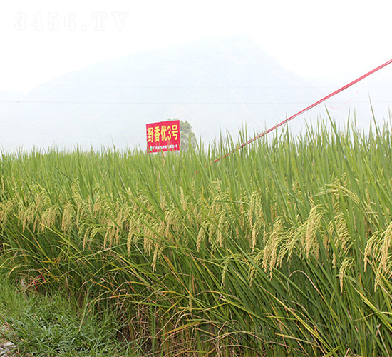 Ұ�マ(y��u)3̖-�G���N�I(y��)