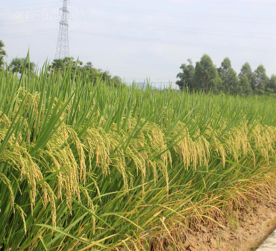 ���マ(y��u)�ͽz-�G���N�I(y��)