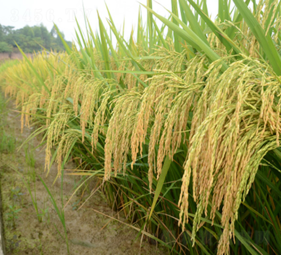 ��ռ��(y��u)1̖-�G���N�I(y��)