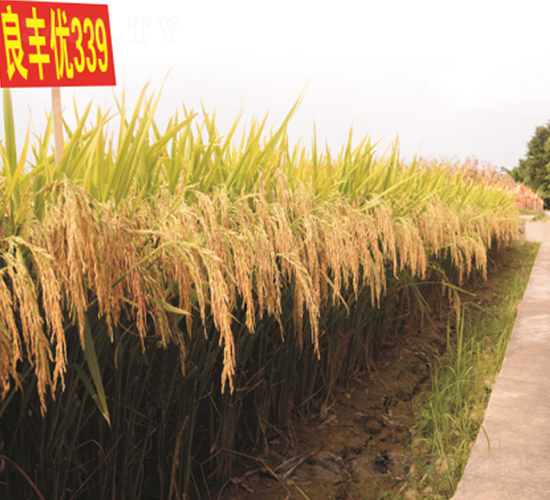 ���S��(y��u)339-�G���N�I(y��)