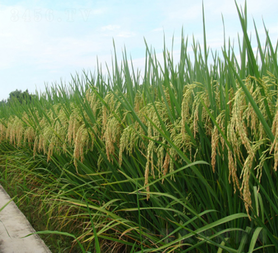 �G����(y��u)5̖-�G���N�I(y��)