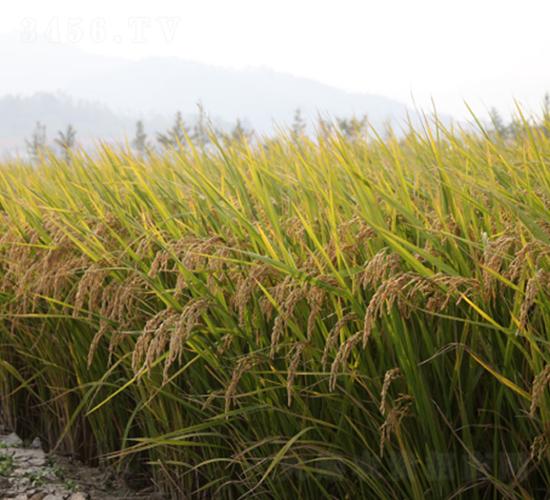 ��Ŵ��(y��u)1̖(h��o)-�G���N�I(y��)