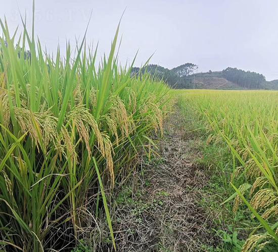 �G����(y��u)�ͽz-�G���N�I(y��)