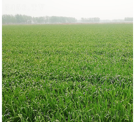 ���r20-�A��N�I(y��)