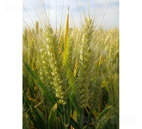 �A����10̖-�A��N�I(y��)