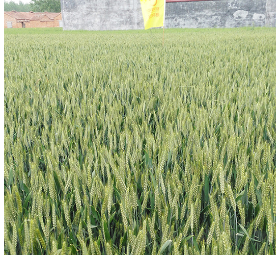 ¡ƽ��518-�A��N�I(y��)