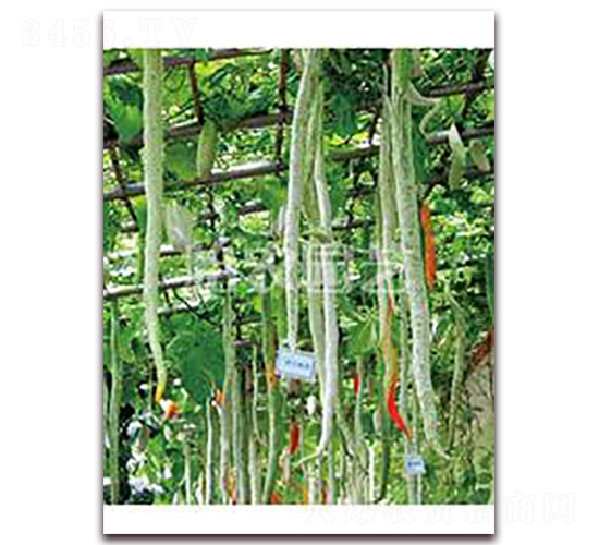 �߹ϷN��-���r(n��ng)�@ˇ