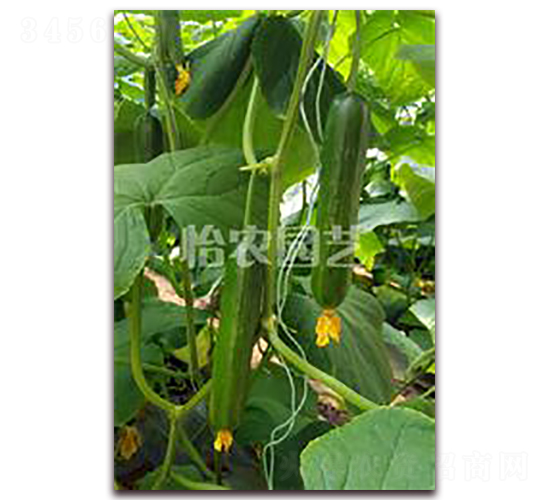 �����-�S�ϷN��-���r�@ˇ