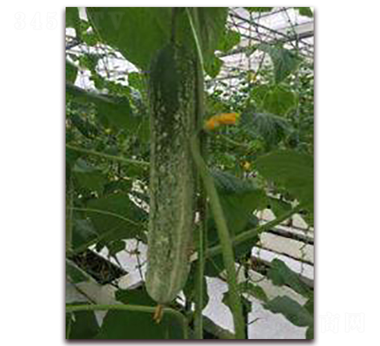 ����S��-�S�ϷN��-���r(n��ng)�@ˇ