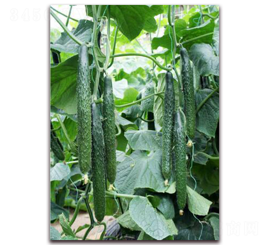 ʢ��-�S�ϷN��-���r(n��ng)�@ˇ