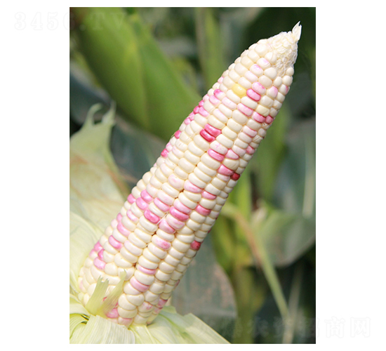 ����Ŵ22-���׷N��-��֮Դ