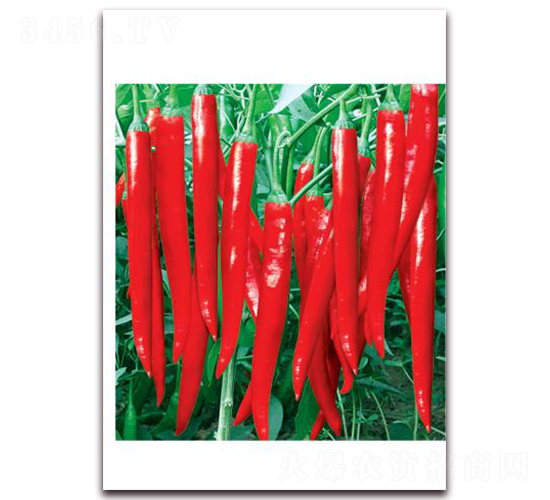 �t��2̖-�⽷�N��-ʒ�\