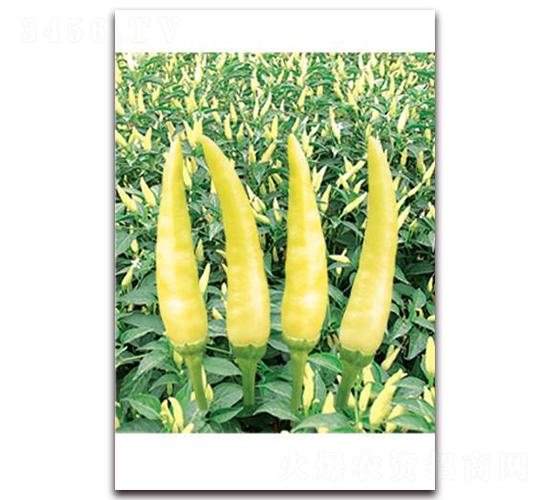 �n��С����-���콷�N��-ʒ�\