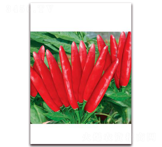 ����̖-���콷�N��-ʒ�\