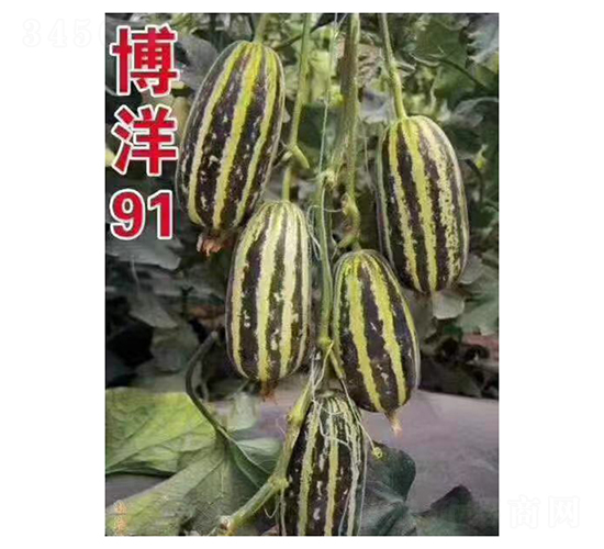 ����91-��ϷN��-��V�r(n��ng)�I(y��)