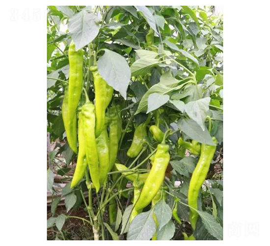 ����-�����N��-��V�r(n��ng)�I(y��)