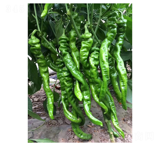 �]Դ-�����N��-��V�r(n��ng)�I(y��)