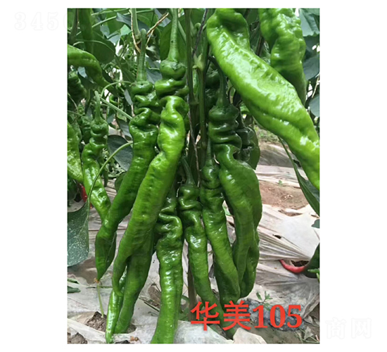 �A��105-�����N��-��V�r(n��ng)�I(y��)