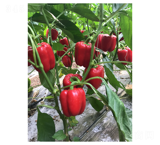 �t��-�����N��-��V�r�I(y��)