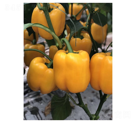 ɣ��-�����N��-��V�r(n��ng)�I(y��)