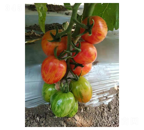 �Բʙ��ҷ���-���ѷN��-��V�r�I(y��)