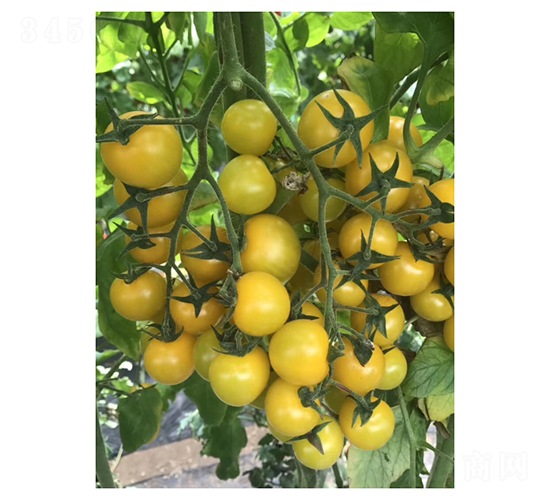 �Sɫ���ҷ���-���ѷN��-��V�r(n��ng)�I(y��)