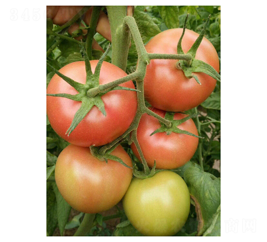 ����PT328-���ѷN��-��V�r(n��ng)�I(y��)