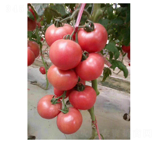 ����PT326-���ѷN��-��V�r(n��ng)�I(y��)