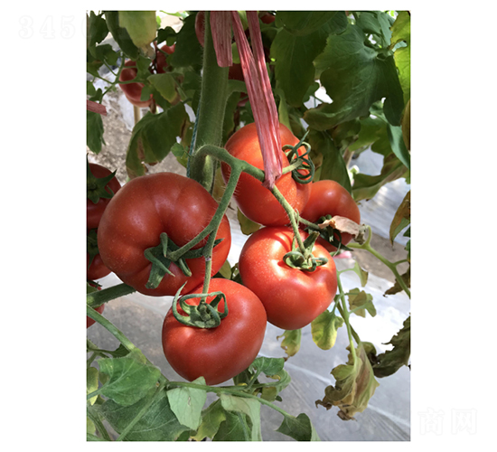 �R�_(d��)��-���ѷN��-��V�r(n��ng)�I(y��)