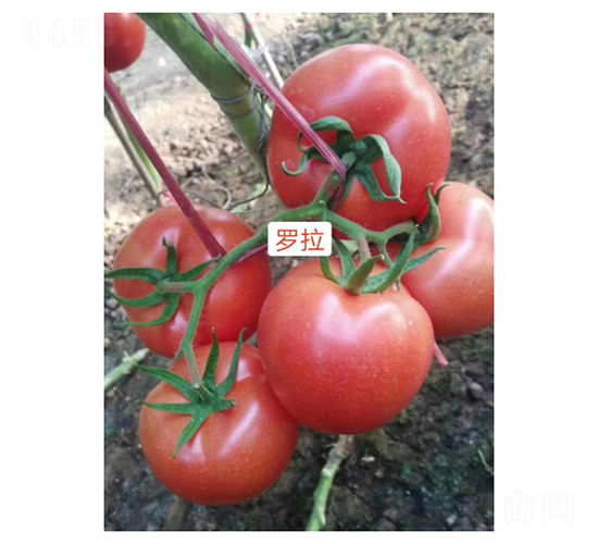 �_��-���ѷN��-��V�r(n��ng)�I(y��)