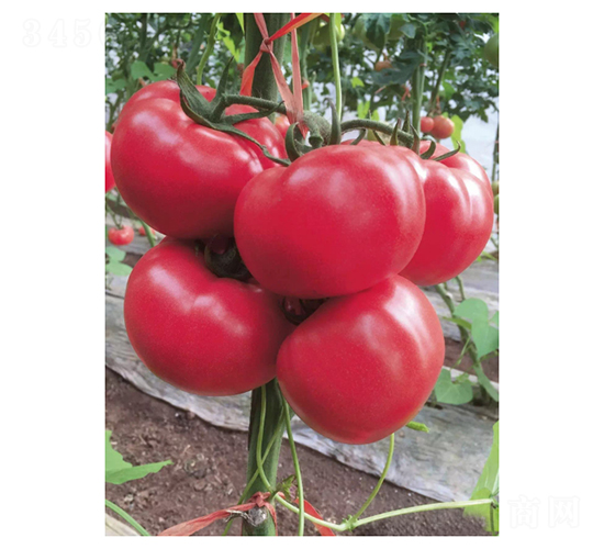 �ҵ�-���ѷN��-��V�r(n��ng)�I(y��)