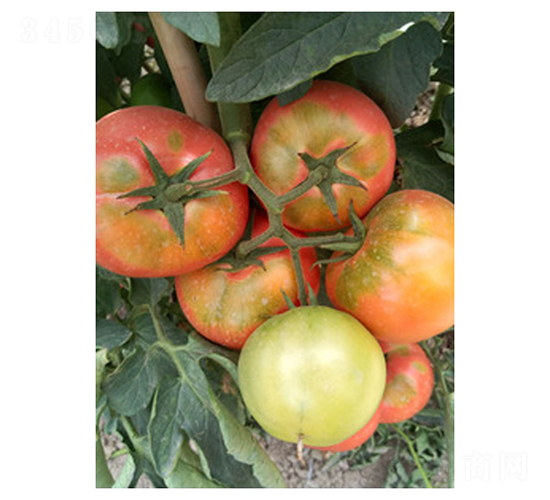 �W��˹��-���ѷN��-��V�r�I(y��)