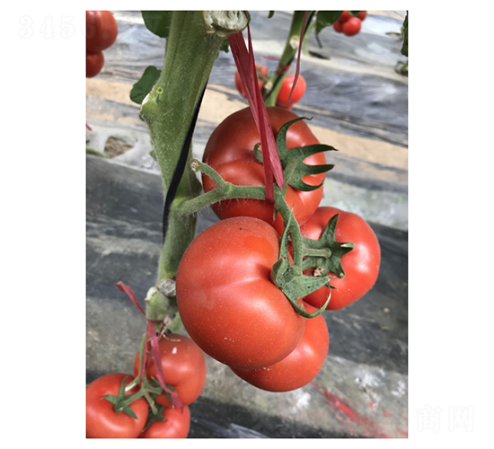 SV7845TH-���ѷN��-��V�r(n��ng)�I(y��)