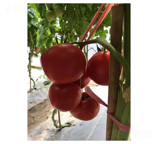 SV4424TH-���ѷN��-��V�r(n��ng)�I(y��)