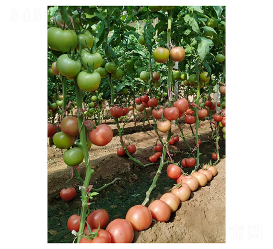 ����3649-���ѷN��-��V�r(n��ng)�I(y��)