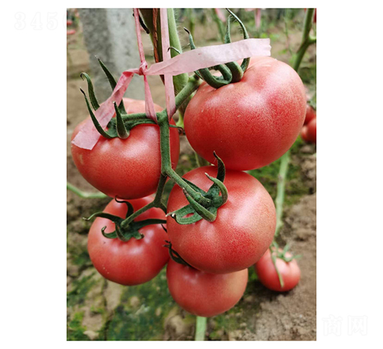 ����3661-���ѷN��-��V�r(n��ng)�I(y��)