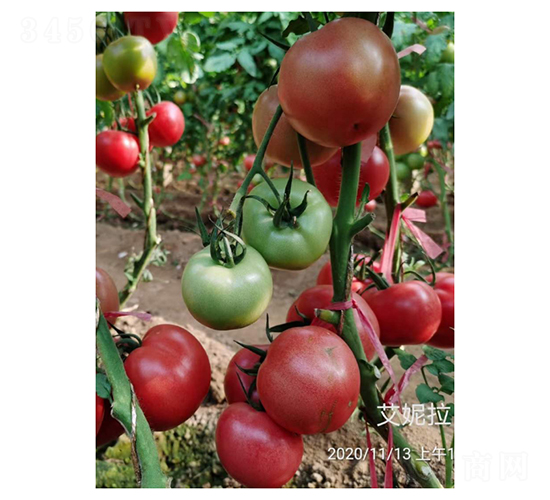 ������-���ѷN��-��V�r(n��ng)�I(y��)