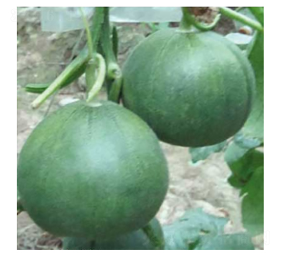 �������-��ϷN��-���؈@ˇ