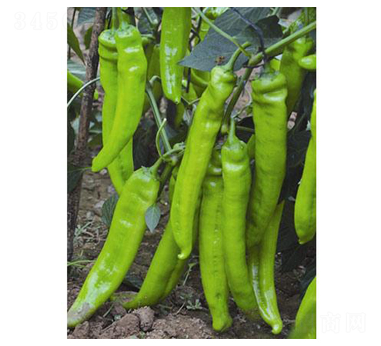 ����һ̖-�����N��-�֮���r(n��ng)�I(y��)