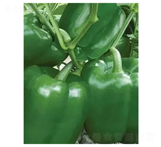 �t��-�A���N��-�֮���r(n��ng)�I(y��)