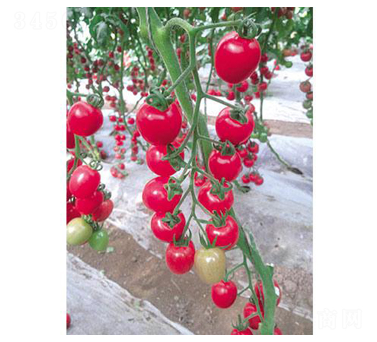 ����2̖-���ѷN��-�֮���r(n��ng)�I(y��)