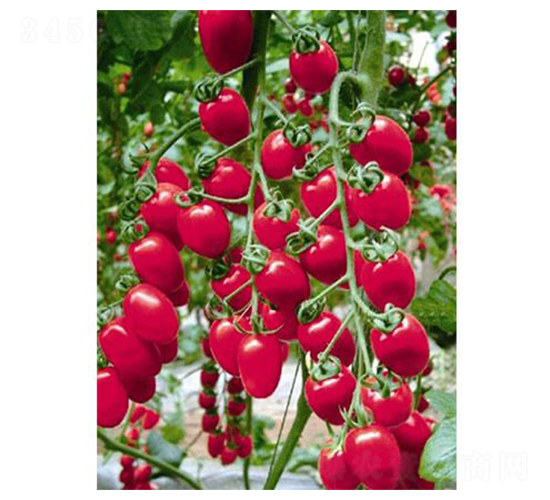 ������̖-���ѷN��-�֮���r(n��ng)�I(y��)