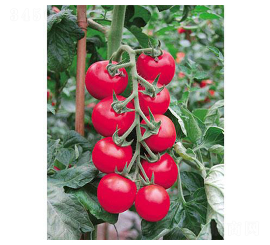 ��ؐ��-���ѷN��-�֮���r(n��ng)�I(y��)