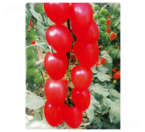 ����ǧ��-���ѷN��-�֮���r(n��ng)�I(y��)