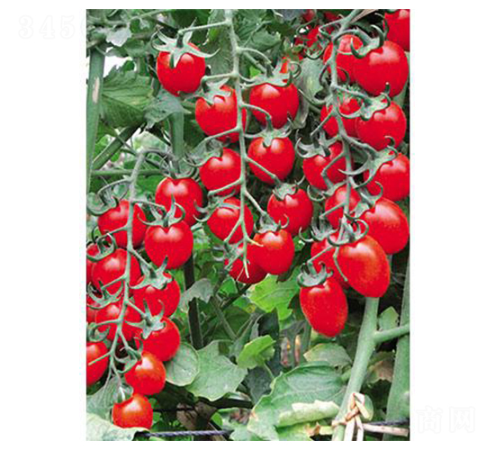 �t����-���ѷN��-�֮���r(n��ng)�I(y��)