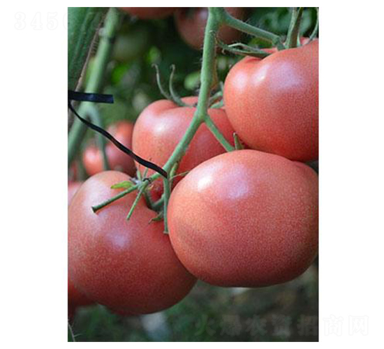 �t��2̖-���ѷN��-�֮���r(n��ng)�I(y��)