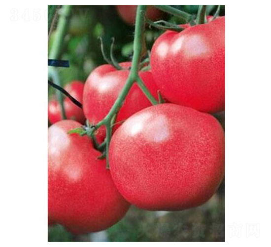 �t��3̖(h��o)-���ѷN��-�֮���r(n��ng)�I(y��)