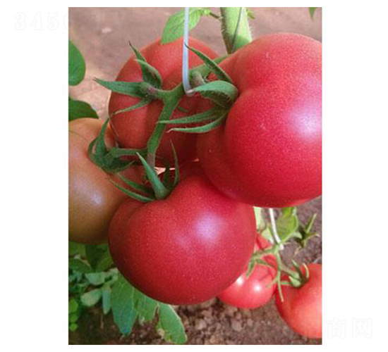 �t��4̖(h��o)-���ѷN��-�֮���r(n��ng)�I(y��)