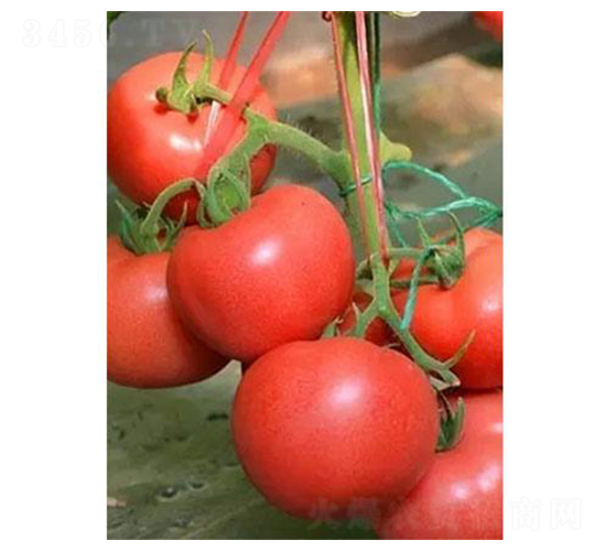 �t��6̖(h��o)-���ѷN��-�֮���r(n��ng)�I(y��)